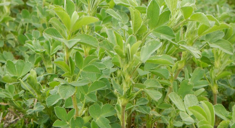 Lee más sobre el artículo El Gobierno estudia un posible seguro de sequía para la alfalfa