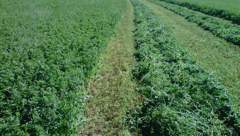 Recomendaciones para el cultivo de la alfalfa