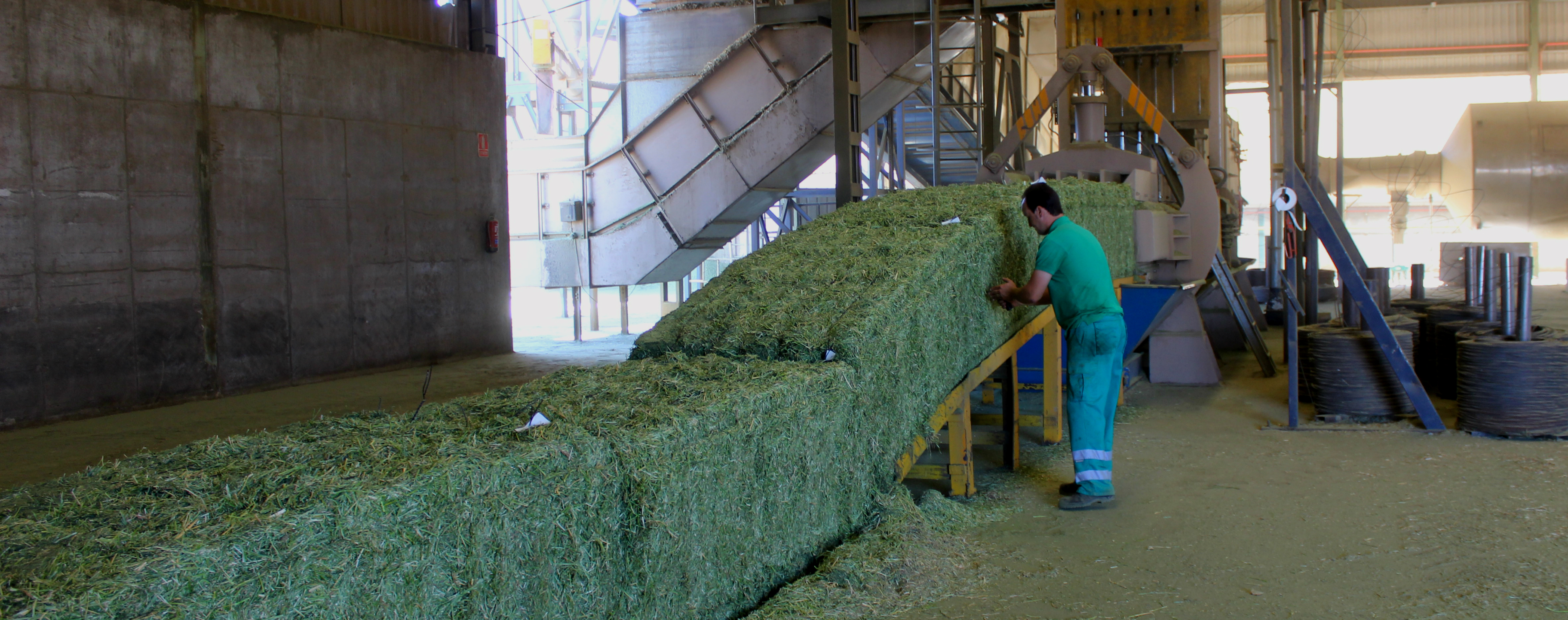 Los cinco momentos vitales en el deshidratado de calidad de la alfalfa