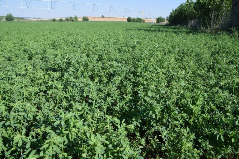 Lee más sobre el artículo Elegir cultivar alfalfa: razones y pautas de siembra.