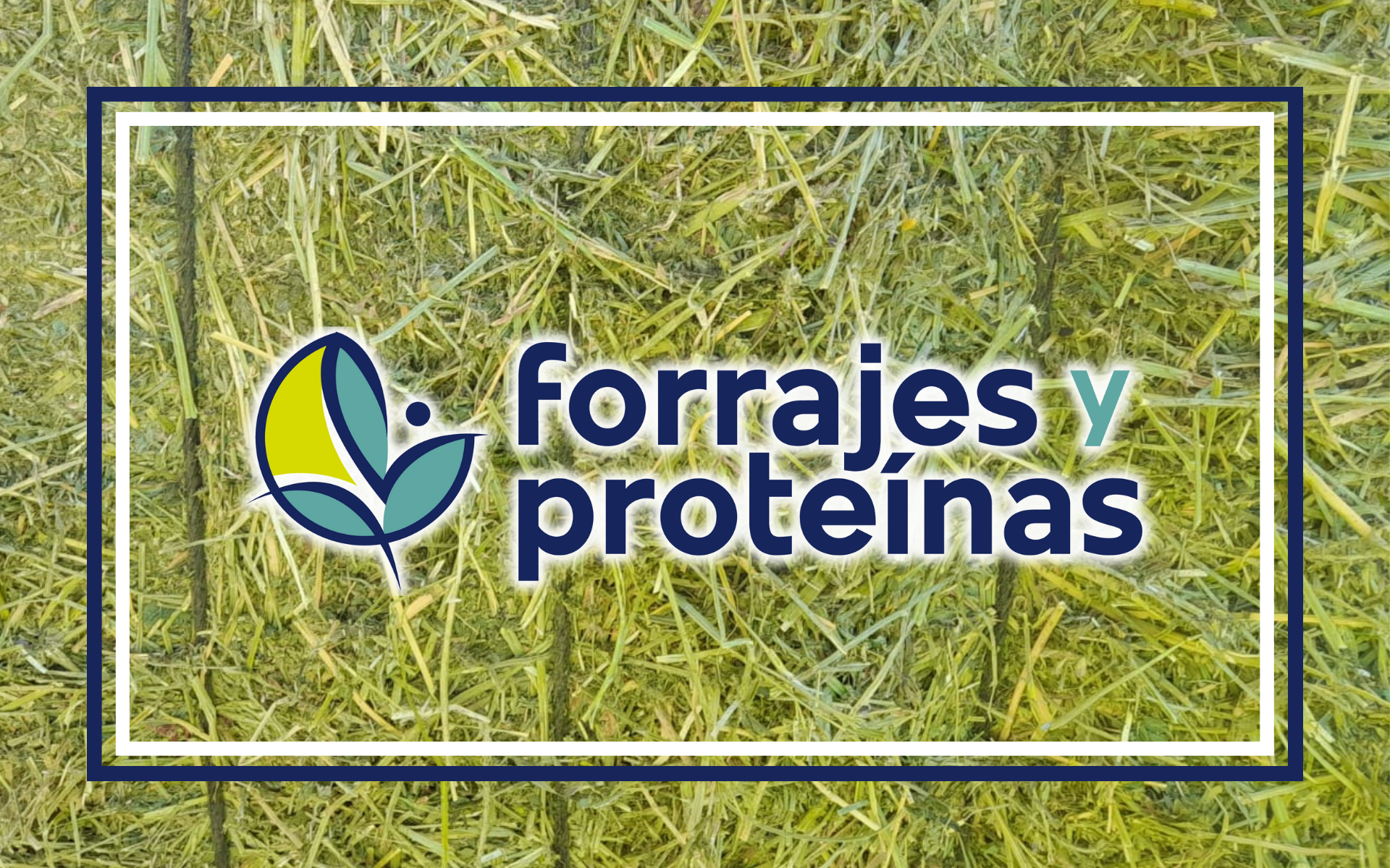 En este momento estás viendo Alfalfa deshidratada, el producto estrella de Forrajes y Proteínas