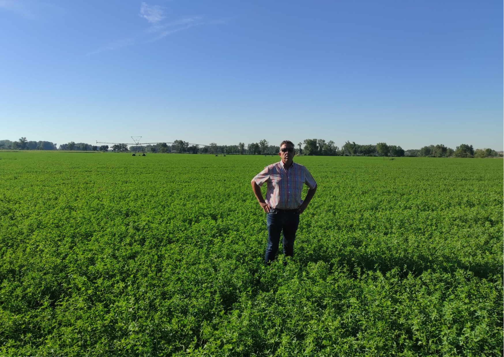 En este momento estás viendo “La alfalfa es un cultivo rentable y recomendable”