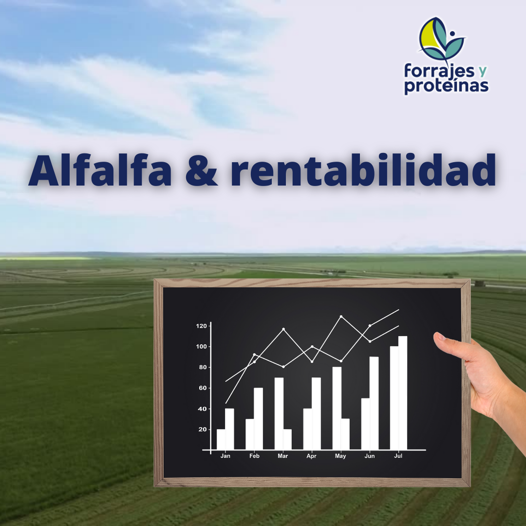 Lee más sobre el artículo Alfalfa, el cultivo más rentable del momento.