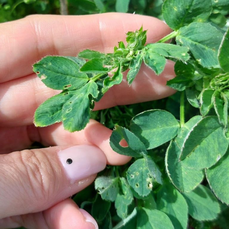 Lee más sobre el artículo Alerta fitosanitaria en alfalfa